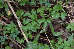 Cardamine maxima