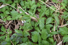 Cardamine maxima