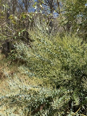 Acacia cultriformis