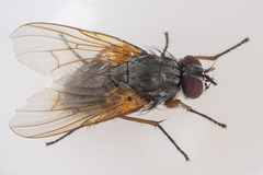 Mydaea urbana