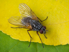 Mydaea urbana