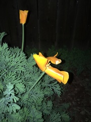 Eschscholzia californica