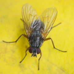 Mydaea urbana