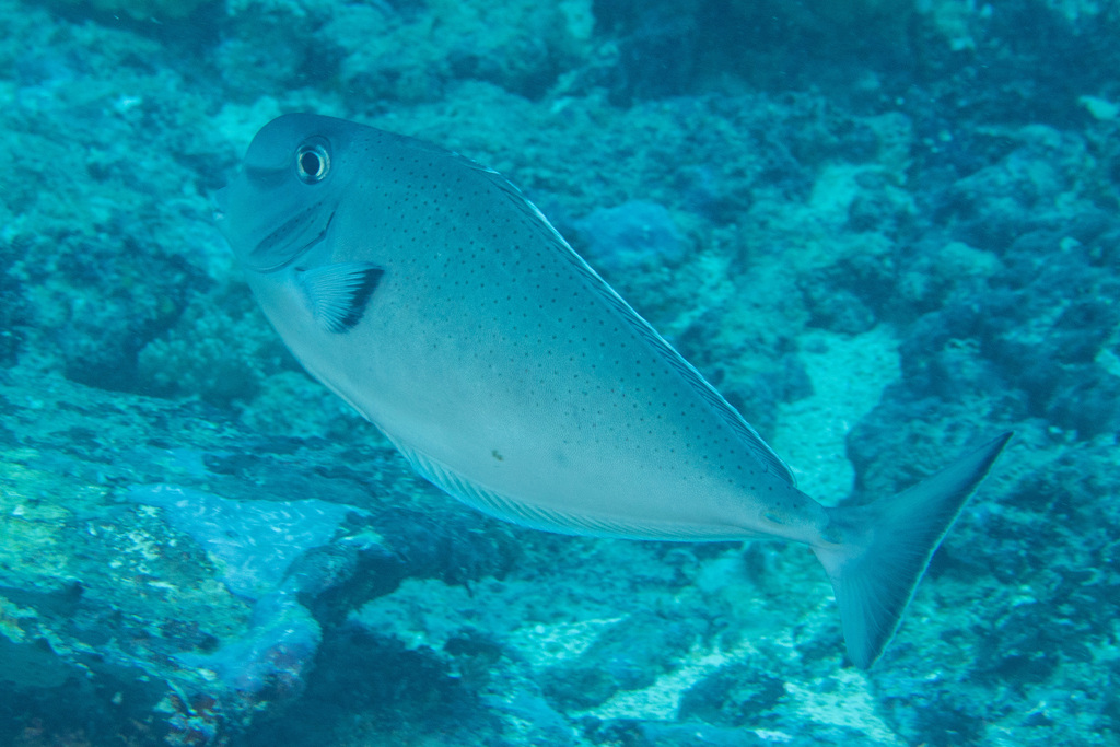 Bluntnose Unicornfish (Naso tonganus)
