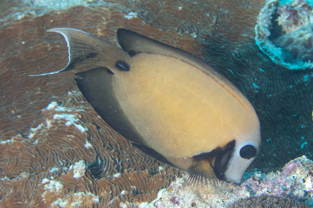 Blackcheek Surgeonfish (Acanthurus tristis)