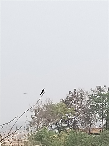 Asian Black-winged Kite