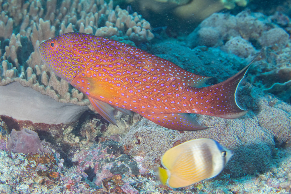Lunar-tailed Grouper (Variola albimarginata)