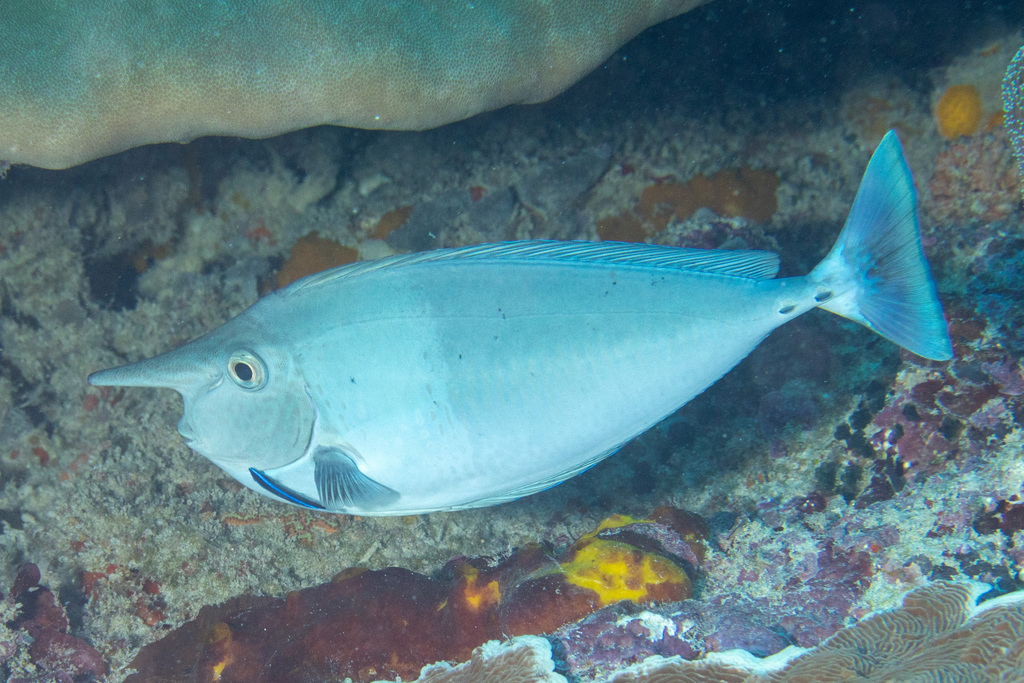 Brown Unicornfish (Naso brevirostris)