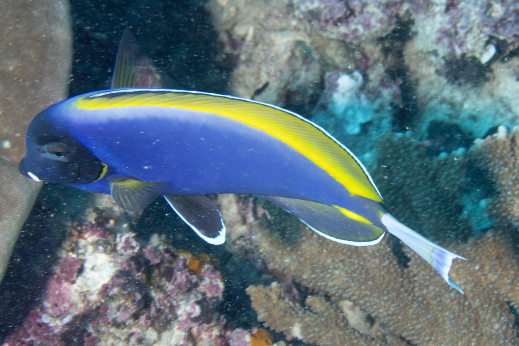 Blue Surgeonfish (Acanthurus leucosternon)