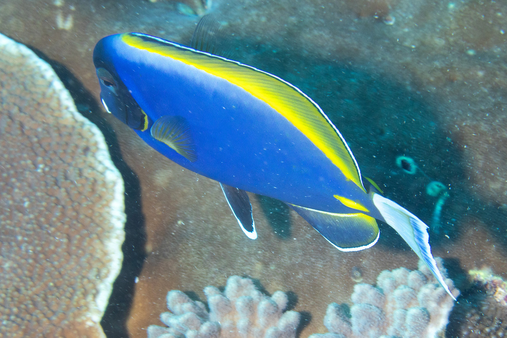 Blue Surgeonfish (Acanthurus leucosternon)