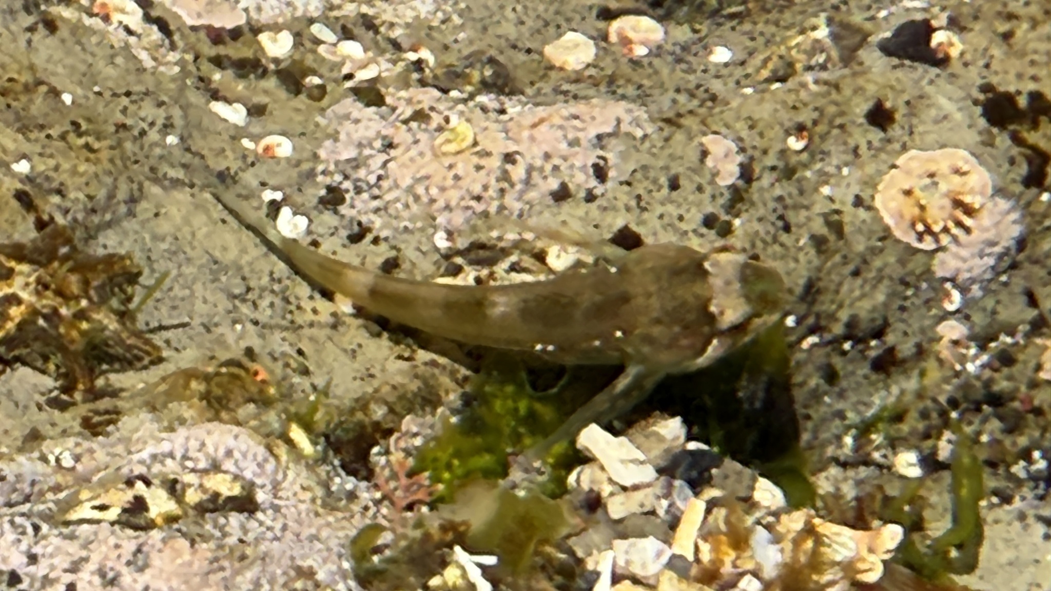 Veda Sculpin photo 2