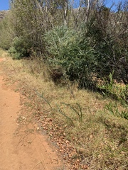 Acacia cultriformis