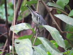 Herpsilochmus