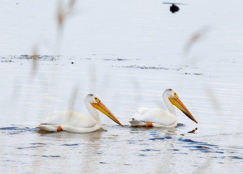American White Pelican photographed in Minnesota