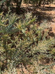 Acacia cultriformis