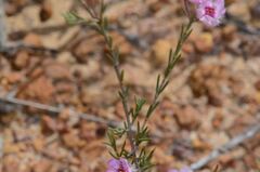Verticordia picta, photograph (c) James (Jim) Duggan, some rights reserved (CC BY-SA)