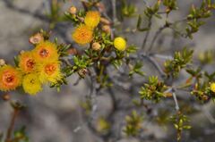 Verticordia chrysantha, photograph (c) James (Jim) Duggan, some rights reserved (CC BY-SA)