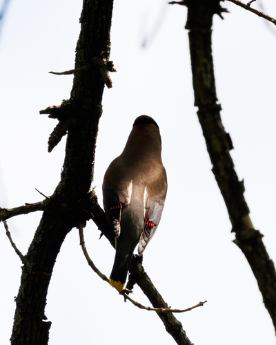 Cedar Waxwing photographed in South Dakota