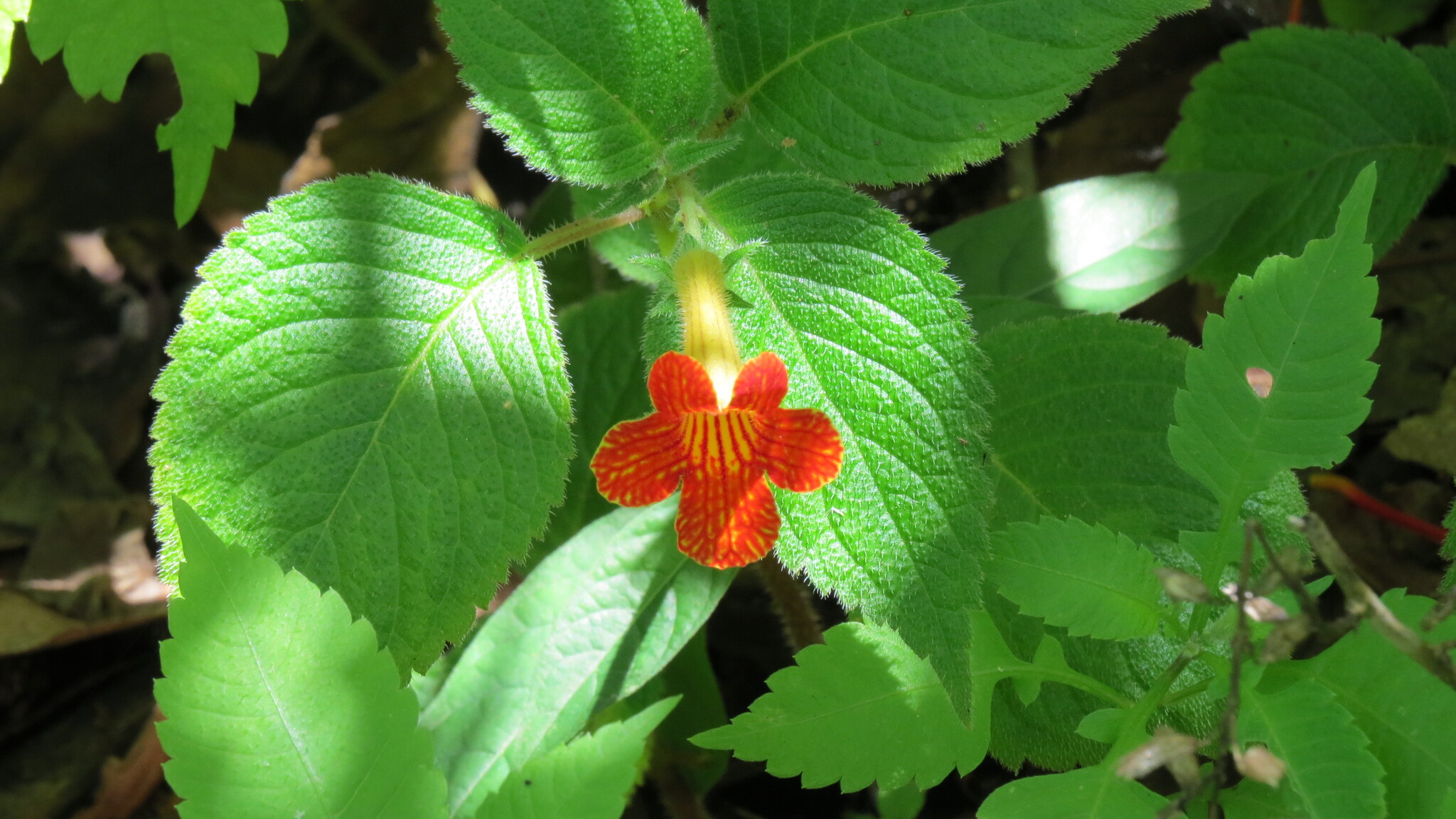Achimenes antirrhina