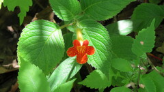 Achimenes antirrhina, photograph (c) Alexis López Hernández, some rights reserved (CC BY)