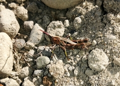 Tropidostethus angusticollis