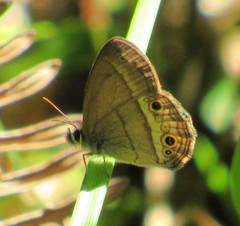 Pharneuptychia phares