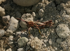 Tropidostethus angusticollis