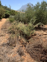Acacia cultriformis