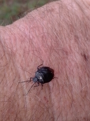 Antiteuchus tripterus