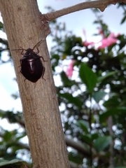 Antiteuchus tripterus