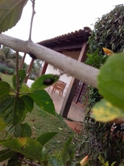 Antiteuchus tripterus