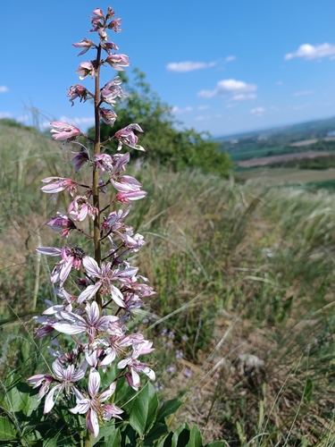 Gasplant (Dictamnus albus)
