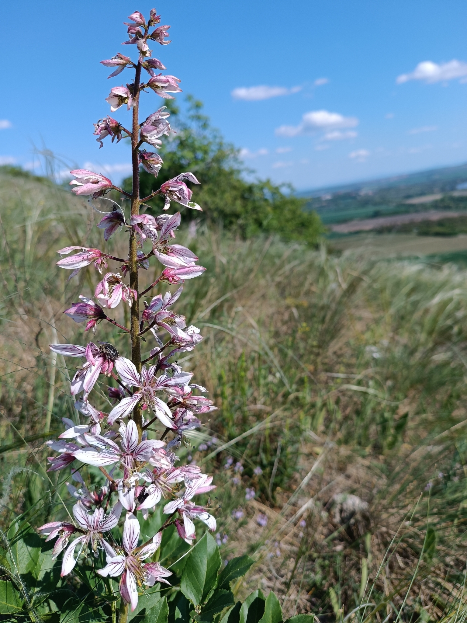 Gasplant (Dictamnus albus)