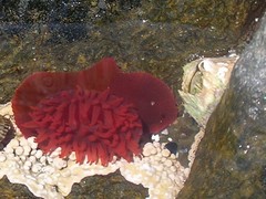 Actinia ebhayiensis