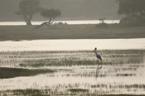 Black-necked Stork (Ephippiorhynchus asiaticus), photo 10