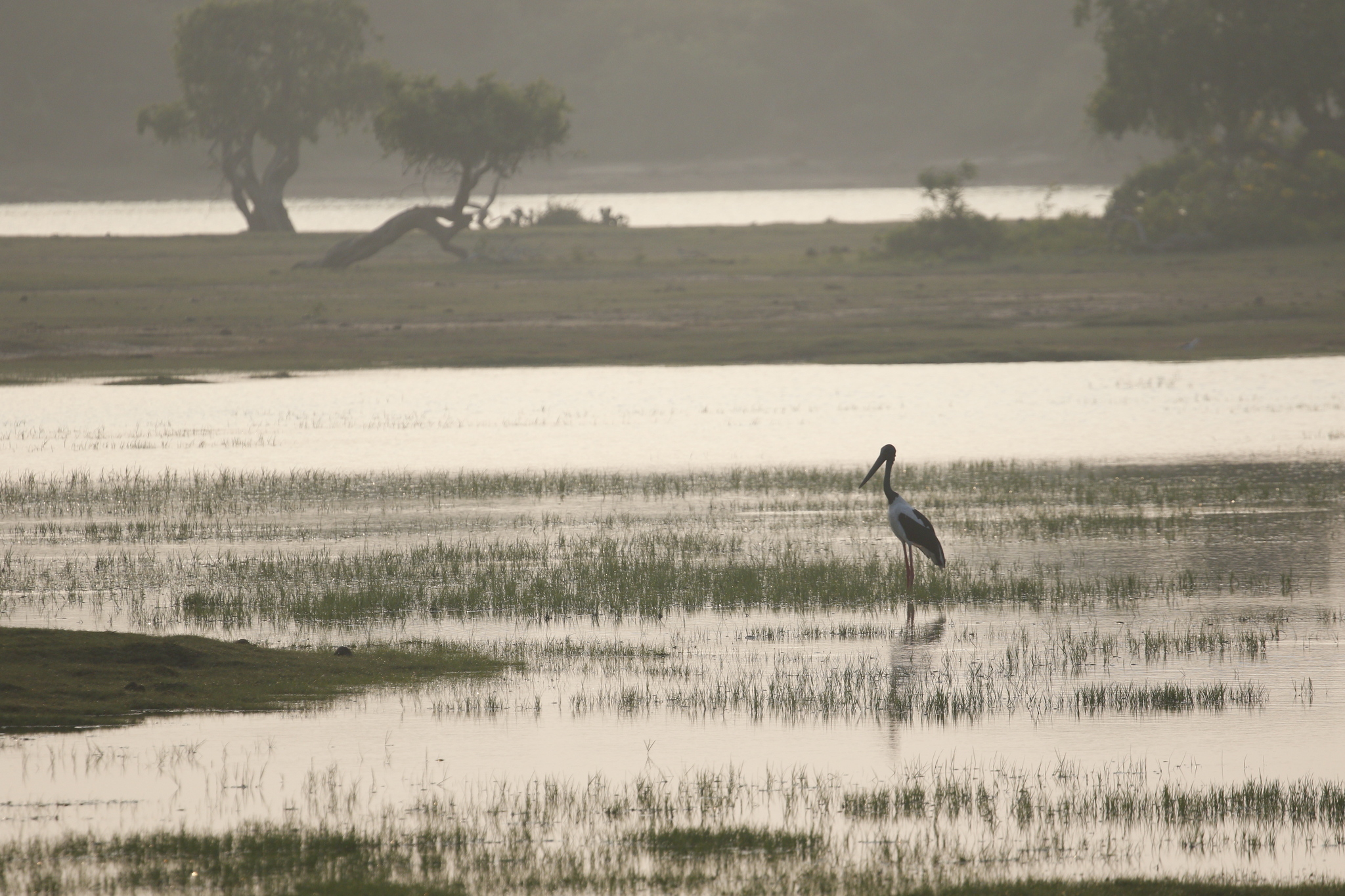 Black-necked Stork (Ephippiorhynchus asiaticus), photo 6