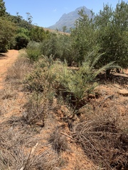 Acacia cultriformis