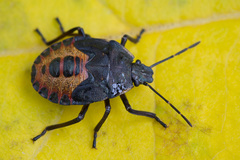 Rhacognathus punctatus