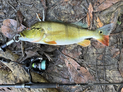 Speckled peacock bass (Cichla temensis) — Cichlidae — 4