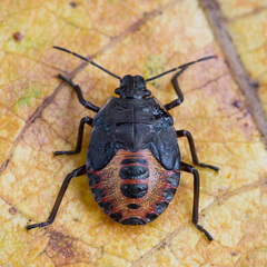 Rhacognathus punctatus