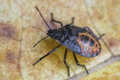 Rhacognathus punctatus