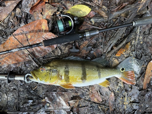Speckled peacock bass (Cichla temensis) — Cichlidae — 5