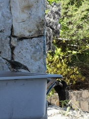 Campylorhynchus yucatanicus