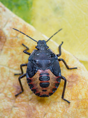 Rhacognathus punctatus