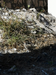 Campylorhynchus yucatanicus