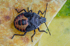 Rhacognathus punctatus