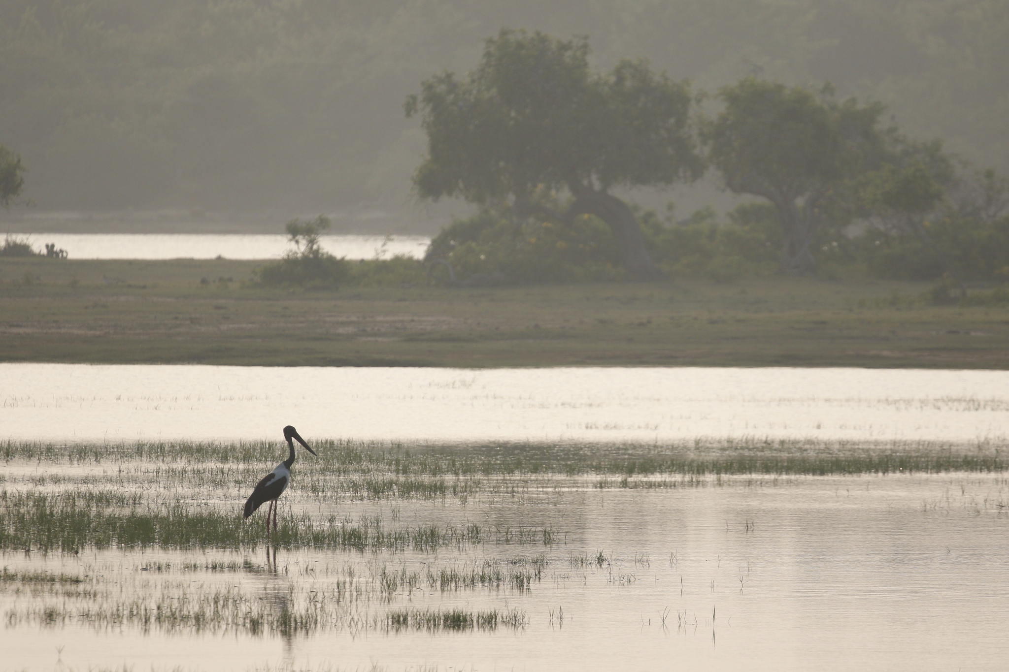 Black-necked Stork (Ephippiorhynchus asiaticus), photo 7