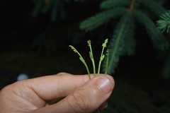 Botrychium tenebrosum