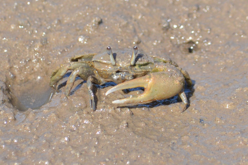 Leptuca thayeri
