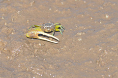 Leptuca leptodactyla